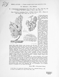 Gloeosporium ampelophagum image